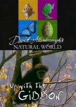 BBC: Наедине с природой: Наверх с Гиббонами (2004)